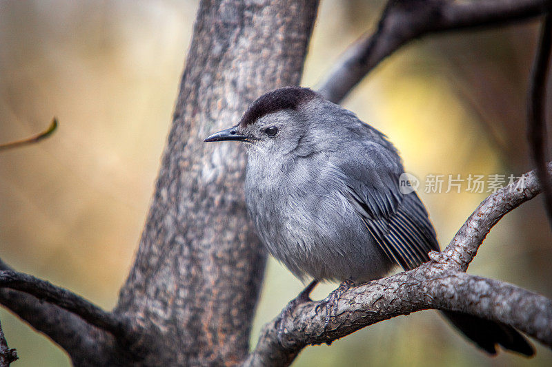 Moqueur chat (Dumetella carolinensis)，灰猫鸟。